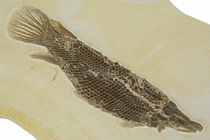 Rare Fossil Gar Fish (Atractosteus) - Wyoming #314554